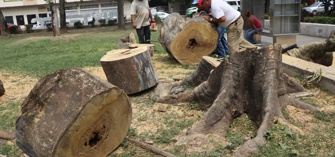 Medio ambiente analiza solicitudes para derribo de árboles en Tuxtepec |  NVI Cuenca